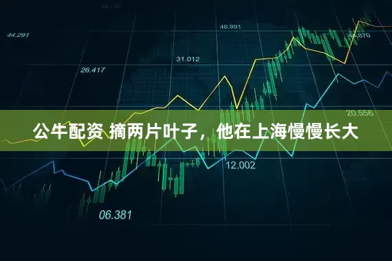 公牛配資 摘兩片葉子，他在上海慢慢長(zhǎng)大